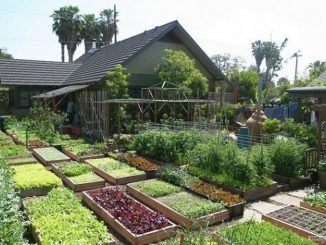 Learn How This Family Grows 6,000 Lbs Of Food on Just 1/10th Acre | DIY Cozy Home