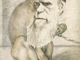 Darwin/Monkey