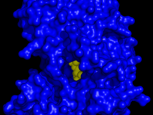 Firefly Luciferase