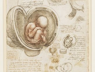 fetus in womb - Leonardo DaVinci